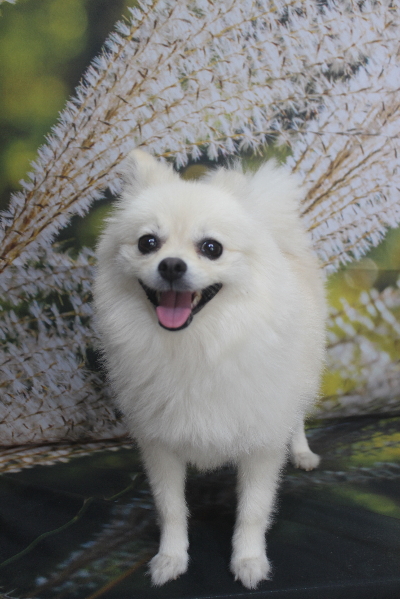 東京都港区のポメラニアンのトリミング前画像