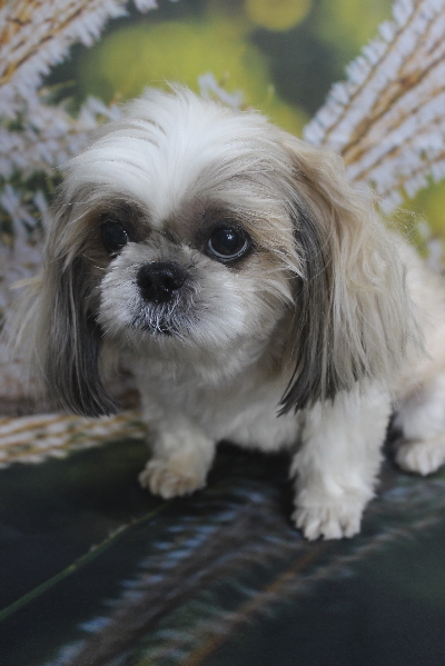 千葉県鎌ケ谷市のシーズーのトリミング前画像