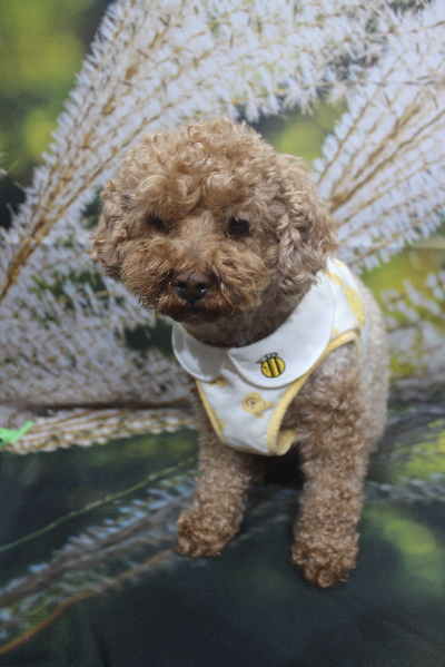 千葉県鎌ケ谷市のトイプードルのトリミング前画像