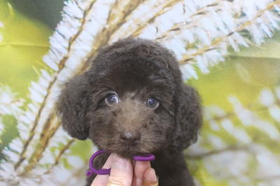 トイプードルブリーダーの子犬、トリミング画像