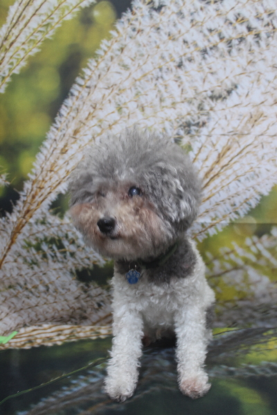 千葉県松戸市のトイプードルのトリミング前画像