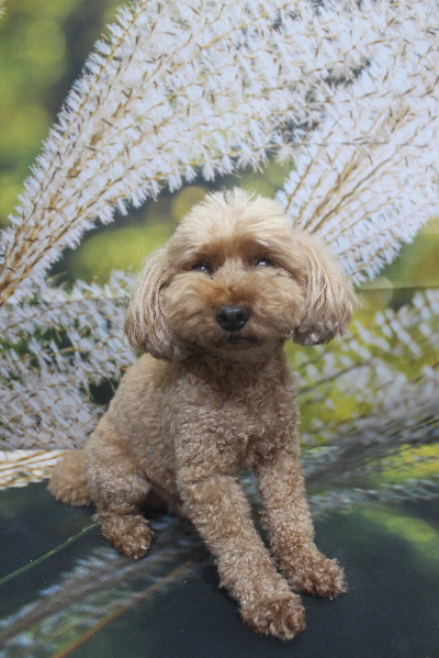 千葉県船橋市のトイプードルのトリミング前画像