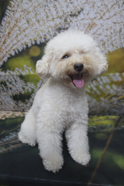 千葉県鎌ヶ谷市のトイプードルのトリミング前画像