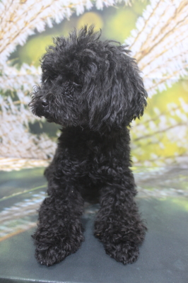 トイプードルブリーダーの成犬、トリミング前画像