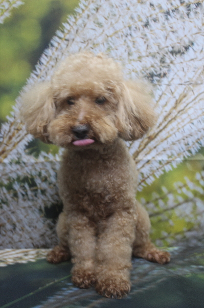 千葉県花見川区トイプードルのトリミング前画像