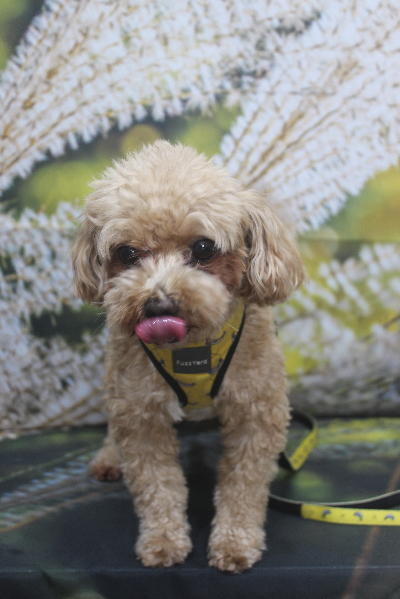 千葉県船橋市のミックス犬のトリミング前画像