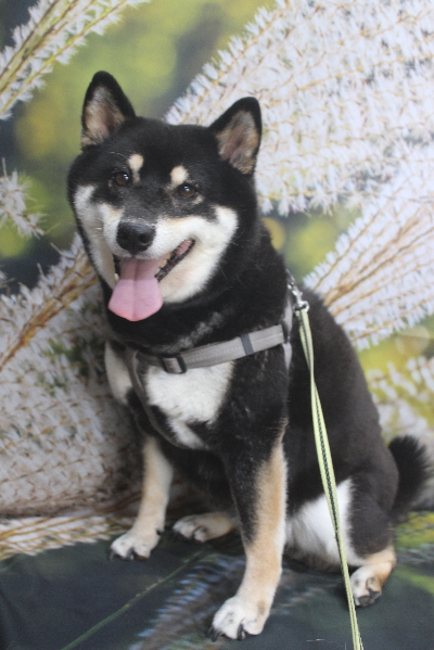 千葉県船橋市の柴犬のトリミング前画像