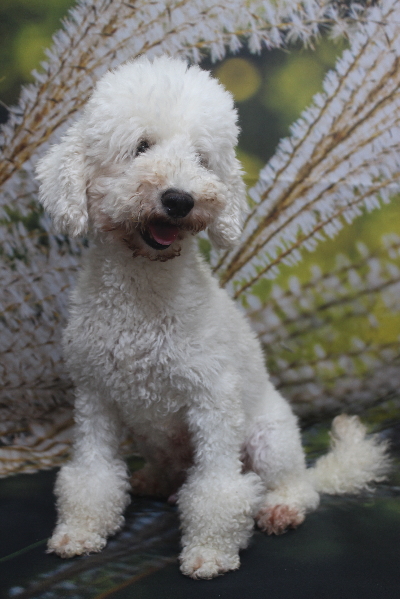 トイプードルブリーダーの成犬、トリミング画像