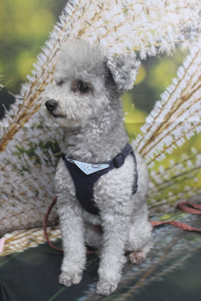 千葉県船橋市のトイプードルのトリミング前画像