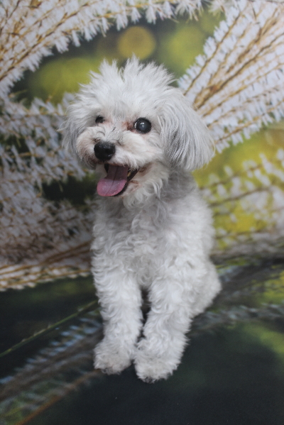 千葉県印西市のトイプードルのトリミング前画像