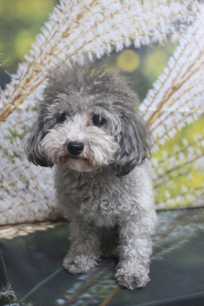 トイプードルブリーダーの成犬、トリミング画像