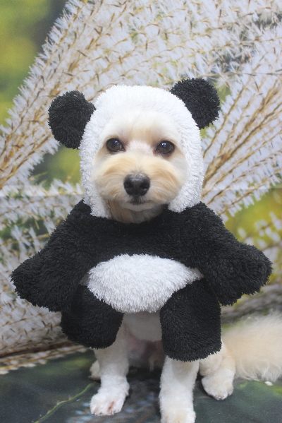 千葉県鎌ヶ谷市のミックス犬のトリミング画像