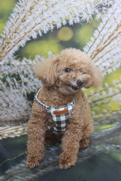 千葉県鎌ケ谷市のトイプードルのトリミング前画像