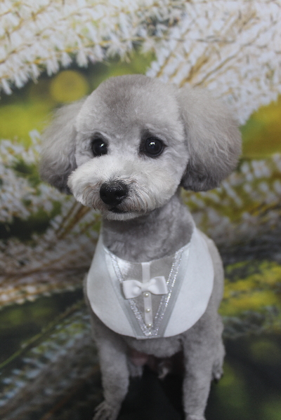 千葉県船橋市のトイプードルのトリミング画像