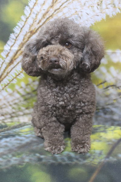 千葉県市川市のトイプードルのトリミング前画像