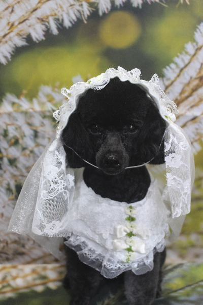 千葉県鎌ヶ谷市のトイプードルのトリミング画像