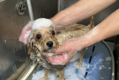 千葉県船橋市のトイプードルのシャンプー画像