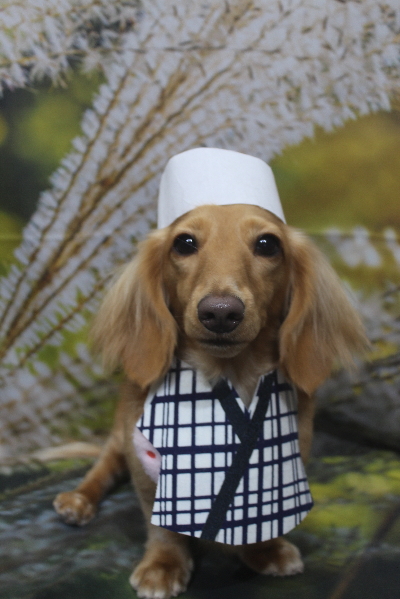 千葉県船橋市のミニチュアダックスのトリミング画像