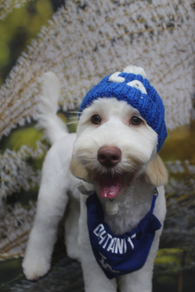 千葉県船橋市のオーストラリアンラブラドゥードルのトリミング画像