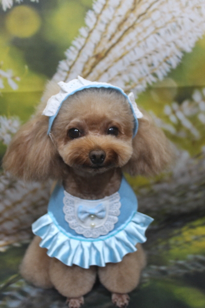 千葉県千葉市のトイプードルのトリミング画像