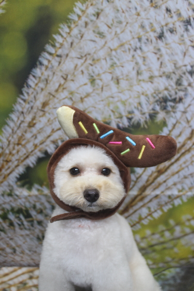 千葉県鎌ヶ谷市のトイプードルのトリミング画像