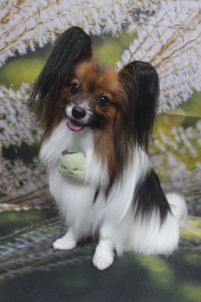 千葉県鎌ヶ谷市のパピヨンのトリミング画像