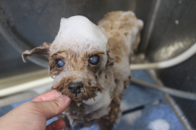 千葉県鎌ケ谷市のトイプードルのシャンプー画像