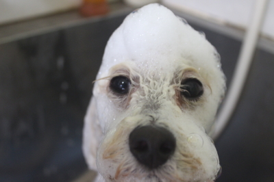 千葉県鎌ヶ谷市のトイプードルのシャンプー画像
