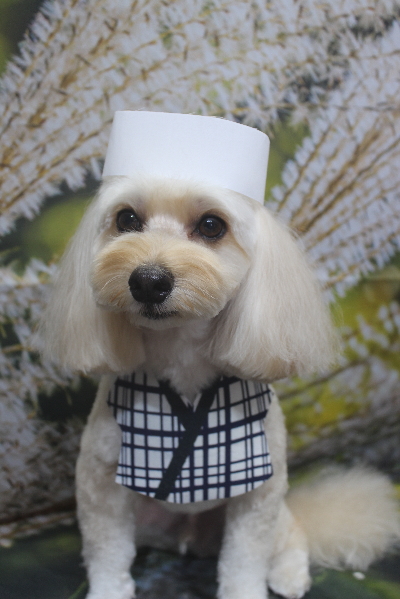 千葉県鎌ヶ谷市のミックス犬のトリミング画像