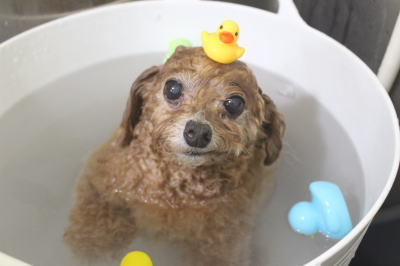 千葉県鎌ケ谷市のトイプードルの炭酸泉画像