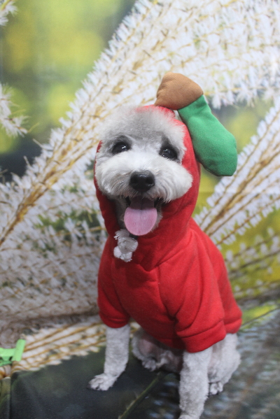 千葉県船橋市のトイプードルのトリミング画像