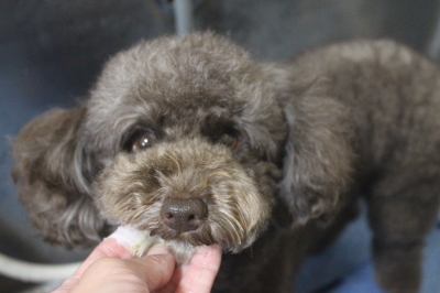 千葉県市川市のトイプードルの歯磨き画像