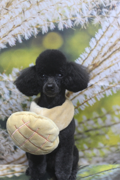 千葉県鎌ヶ谷市のトイプードルのトリミング画像