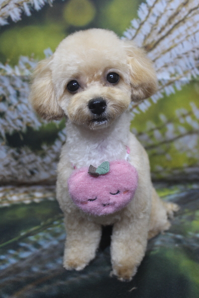 千葉県船橋市のトイプードルのトリミング画像