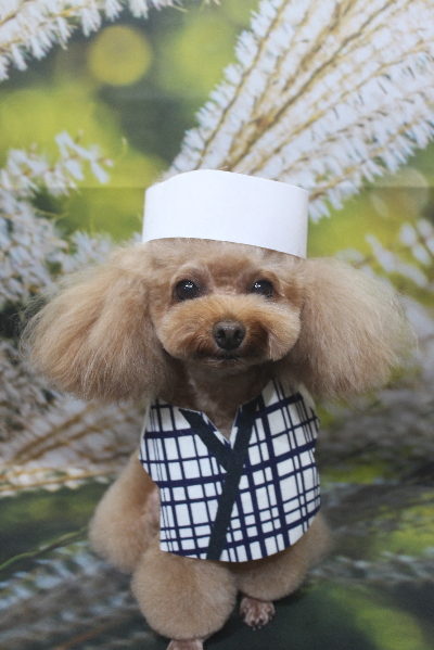 千葉県千葉市のトイプードルのトリミング画像