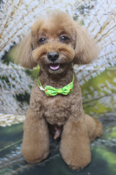 千葉県印西市のトイプードルのトリミング画像