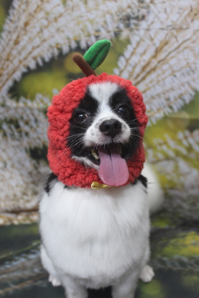 茨城県龍ヶ崎市のパピヨントリミング画像