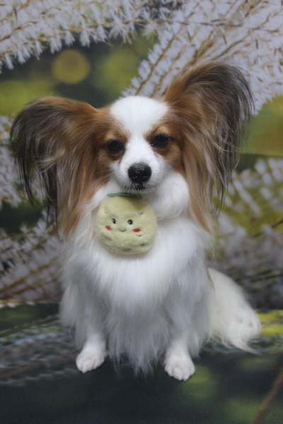 千葉県鎌ヶ谷市のパピヨンのトリミング画像