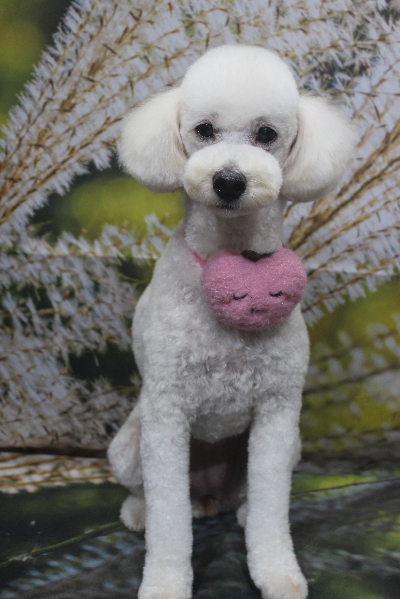 千葉県鎌ヶ谷市のトイプードルのトリミング画像