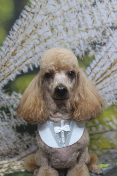 千葉県鎌ヶ谷市のトイプードルのトリミング画像