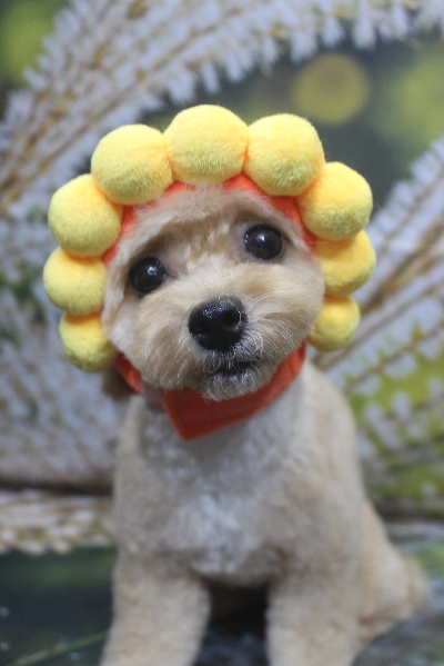 千葉県船橋市のトイプードルのトリミング画像