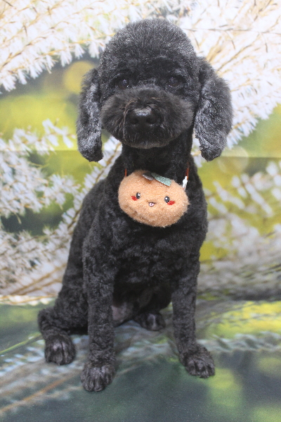 千葉県松戸市のトイプードルのトリミング画像