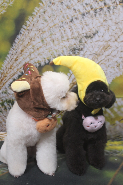 千葉県鎌ヶ谷市のトイプードルのトリミング画像