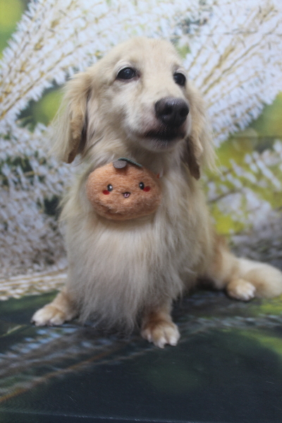 千葉県鎌ケ谷市のミニチュアダックスのトリミング画像