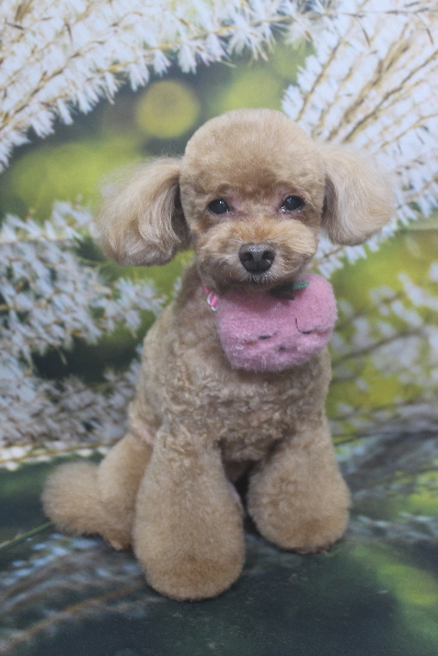 千葉県船橋市のトイプードルのトリミング画像