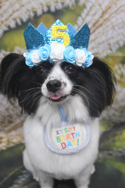 茨城県龍ヶ崎市のパピヨントリミング画像