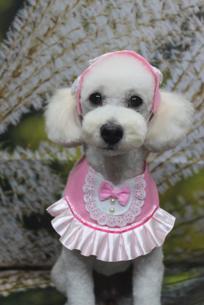 千葉県鎌ヶ谷市のトイプードルのトリミング画像