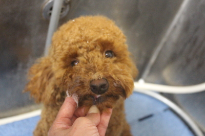 千葉県船橋市のトイプードルの歯磨き画像
