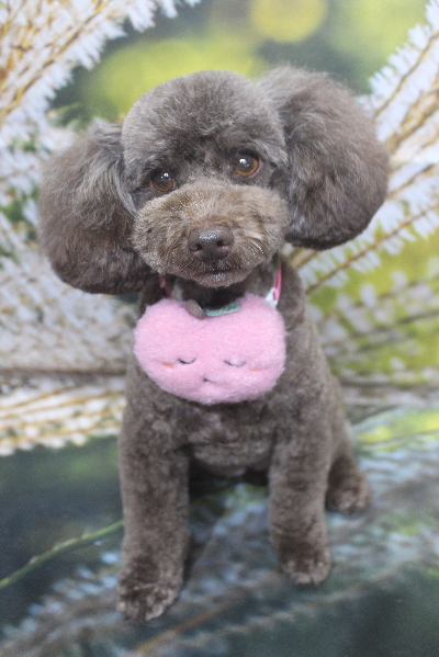 千葉県市川市のトイプードルのトリミング画像