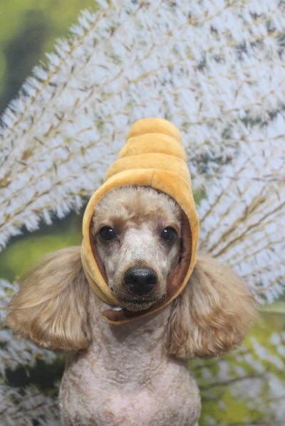 千葉県鎌ヶ谷市のトイプードルのトリミング画像